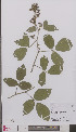  ( - L 0894977)  @11 [ ] CreativeCommons - Attribution Non-Commercial Share-Alike (2012) Naturalis Biodiversity center Naturalis Biodiversity center