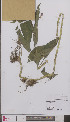  ( - L 0894968)  @11 [ ] CreativeCommons - Attribution Non-Commercial Share-Alike (2012) Naturalis Biodiversity center Naturalis Biodiversity center