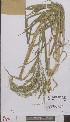  (Panicum miliaceum - L 0895030)  @11 [ ] CreativeCommons - Attribution Non-Commercial Share-Alike (2012) Naturalis Biodiversity center Naturalis Biodiversity center