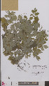  (Chelidonioideae - L 0895029)  @11 [ ] CreativeCommons - Attribution Non-Commercial Share-Alike (2012) Naturalis Biodiversity center Naturalis Biodiversity center