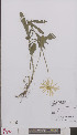  ( - L 0895097)  @11 [ ] CreativeCommons - Attribution Non-Commercial Share-Alike (2012) Naturalis Biodiversity center Naturalis Biodiversity center