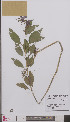  ( - L 0895073)  @11 [ ] CreativeCommons - Attribution Non-Commercial Share-Alike (2012) Naturalis Biodiversity center Naturalis Biodiversity center
