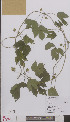  ( - L 0895068)  @11 [ ] CreativeCommons - Attribution Non-Commercial Share-Alike (2012) Naturalis Biodiversity center Naturalis Biodiversity center