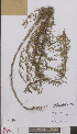  ( - L 0895102)  @11 [ ] CreativeCommons - Attribution Non-Commercial Share-Alike (2012) Naturalis Biodiversity center Naturalis Biodiversity center