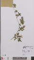  ( - L 0895212)  @11 [ ] CreativeCommons - Attribution Non-Commercial Share-Alike (2012) Naturalis Biodiversity center Naturalis Biodiversity center