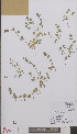  ( - L 0895241)  @11 [ ] CreativeCommons - Attribution Non-Commercial Share-Alike (2012) Naturalis Biodiversity center Naturalis Biodiversity center
