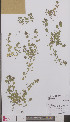  ( - L 0895242)  @11 [ ] CreativeCommons - Attribution Non-Commercial Share-Alike (2012) Naturalis Biodiversity center Naturalis Biodiversity center