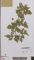  ( - L 0895252)  @11 [ ] CreativeCommons - Attribution Non-Commercial Share-Alike (2012) Naturalis Biodiversity center Naturalis Biodiversity center