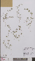  ( - L 0895299)  @11 [ ] CreativeCommons - Attribution Non-Commercial Share-Alike (2012) Naturalis Biodiversity center Naturalis Biodiversity center