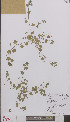  ( - L 0895305)  @11 [ ] CreativeCommons - Attribution Non-Commercial Share-Alike (2012) Naturalis Biodiversity center Naturalis Biodiversity center