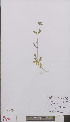  ( - L 0895310)  @11 [ ] CreativeCommons - Attribution Non-Commercial Share-Alike (2012) Naturalis Biodiversity center Naturalis Biodiversity center