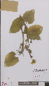  ( - L 0895314)  @11 [ ] CreativeCommons - Attribution Non-Commercial Share-Alike (2012) Naturalis Biodiversity center Naturalis Biodiversity center