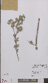  (Salix cinerea - L 0895369)  @11 [ ] CreativeCommons - Attribution Non-Commercial Share-Alike (2012) Naturalis Biodiversity center Naturalis Biodiversity center