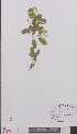  ( - L 0895379)  @11 [ ] CreativeCommons - Attribution Non-Commercial Share-Alike (2012) Naturalis Biodiversity center Naturalis Biodiversity center