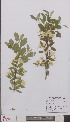  ( - L 0895383)  @11 [ ] CreativeCommons - Attribution Non-Commercial Share-Alike (2012) Naturalis Biodiversity center Naturalis Biodiversity center