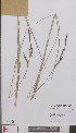 ( - L 0895437)  @11 [ ] CreativeCommons - Attribution Non-Commercial Share-Alike (2012) Naturalis Biodiversity center Naturalis Biodiversity center