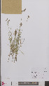  ( - L 0895439)  @11 [ ] CreativeCommons - Attribution Non-Commercial Share-Alike (2012) Naturalis Biodiversity center Naturalis Biodiversity center