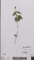  (Lamiastrum - L 0895460)  @11 [ ] CreativeCommons - Attribution Non-Commercial Share-Alike (2012) Naturalis Biodiversity center Naturalis Biodiversity center