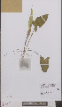  ( - L 0895524)  @11 [ ] CreativeCommons - Attribution Non-Commercial Share-Alike (2012) Naturalis Biodiversity center Naturalis Biodiversity center