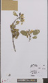  ( - L 0895547)  @11 [ ] CreativeCommons - Attribution Non-Commercial Share-Alike (2012) Naturalis Biodiversity center Naturalis Biodiversity center