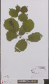  ( - L 0895553)  @11 [ ] CreativeCommons - Attribution Non-Commercial Share-Alike (2012) Naturalis Biodiversity center Naturalis Biodiversity center