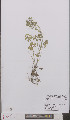 ( - L 0895565)  @11 [ ] CreativeCommons - Attribution Non-Commercial Share-Alike (2012) Naturalis Biodiversity center Naturalis Biodiversity center