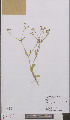  ( - L 0895580)  @11 [ ] CreativeCommons - Attribution Non-Commercial Share-Alike (2012) Naturalis Biodiversity center Naturalis Biodiversity center