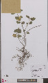  ( - L 0895664)  @11 [ ] CreativeCommons - Attribution Non-Commercial Share-Alike (2012) Naturalis Biodiversity center Naturalis Biodiversity center