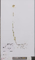  ( - L 0895636)  @11 [ ] CreativeCommons - Attribution Non-Commercial Share-Alike (2012) Naturalis Biodiversity center Naturalis Biodiversity center