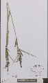  ( - L 0895634)  @11 [ ] CreativeCommons - Attribution Non-Commercial Share-Alike (2012) Naturalis Biodiversity center Naturalis Biodiversity center