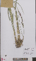 ( - L 0895612)  @11 [ ] CreativeCommons - Attribution Non-Commercial Share-Alike (2012) Naturalis Biodiversity center Naturalis Biodiversity center