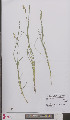  ( - L 0895603)  @11 [ ] CreativeCommons - Attribution Non-Commercial Share-Alike (2012) Naturalis Biodiversity center Naturalis Biodiversity center