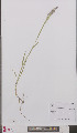  ( - L 0895676)  @11 [ ] CreativeCommons - Attribution Non-Commercial Share-Alike (2012) Naturalis Biodiversity center Naturalis Biodiversity center