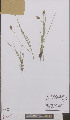 ( - L 0895692)  @11 [ ] CreativeCommons - Attribution Non-Commercial Share-Alike (2012) Naturalis Biodiversity center Naturalis Biodiversity center