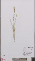  ( - L 0895693)  @11 [ ] CreativeCommons - Attribution Non-Commercial Share-Alike (2012) Naturalis Biodiversity center Naturalis Biodiversity center