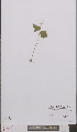  ( - L 0895696)  @11 [ ] CreativeCommons - Attribution Non-Commercial Share-Alike (2012) Naturalis Biodiversity center Naturalis Biodiversity center
