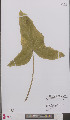  ( - L 0895711)  @11 [ ] CreativeCommons - Attribution Non-Commercial Share-Alike (2012) Naturalis Biodiversity center Naturalis Biodiversity center