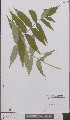  ( - L 0895723)  @11 [ ] CreativeCommons - Attribution Non-Commercial Share-Alike (2012) Naturalis Biodiversity center Naturalis Biodiversity center