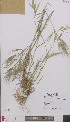  (Anisantha diandra - L 0895830)  @11 [ ] CreativeCommons - Attribution Non-Commercial Share-Alike (2012) Naturalis Biodiversity center Naturalis Biodiversity center