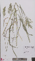  (Bromus inermis - L 0895832)  @11 [ ] CreativeCommons - Attribution Non-Commercial Share-Alike (2012) Naturalis Biodiversity center Naturalis Biodiversity center