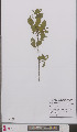  ( - L 0895813)  @11 [ ] CreativeCommons - Attribution Non-Commercial Share-Alike (2012) Naturalis Biodiversity center Naturalis Biodiversity center