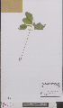  ( - L 0895806)  @11 [ ] CreativeCommons - Attribution Non-Commercial Share-Alike (2012) Naturalis Biodiversity center Naturalis Biodiversity center
