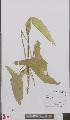  ( - L 0895797)  @11 [ ] CreativeCommons - Attribution Non-Commercial Share-Alike (2012) Naturalis Biodiversity center Naturalis Biodiversity center