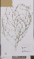  (Asparagus officinalis - L 0895794)  @11 [ ] CreativeCommons - Attribution Non-Commercial Share-Alike (2012) Naturalis Biodiversity center Naturalis Biodiversity center