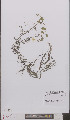  ( - L 0895775)  @11 [ ] CreativeCommons - Attribution Non-Commercial Share-Alike (2012) Naturalis Biodiversity center Naturalis Biodiversity center