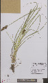  ( - L 0895757)  @11 [ ] CreativeCommons - Attribution Non-Commercial Share-Alike (2012) Naturalis Biodiversity center Naturalis Biodiversity center