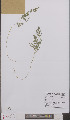  ( - L 0895737)  @11 [ ] CreativeCommons - Attribution Non-Commercial Share-Alike (2012) Naturalis Biodiversity center Naturalis Biodiversity center