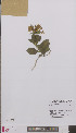  ( - L 0895868)  @11 [ ] CreativeCommons - Attribution Non-Commercial Share-Alike (2012) Naturalis Biodiversity center Naturalis Biodiversity center