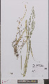  (Bromus hordeaceus - L 0895881)  @11 [ ] CreativeCommons - Attribution Non-Commercial Share-Alike (2012) Naturalis Biodiversity center Naturalis Biodiversity center