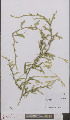  ( - L 0895883)  @11 [ ] CreativeCommons - Attribution Non-Commercial Share-Alike (2012) Naturalis Biodiversity center Naturalis Biodiversity center